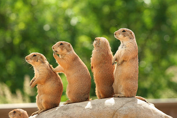 Four prairie dogs standing in a line on a rock stock photo