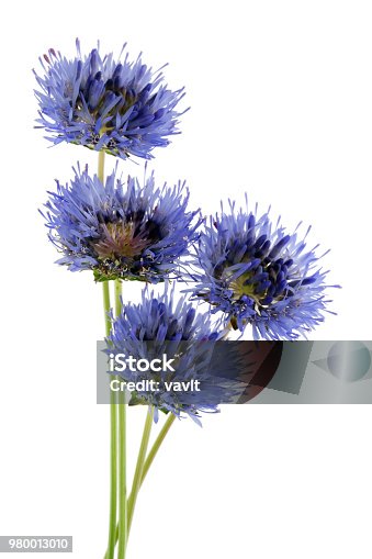 istock Four real miniature blue field cornflowers on thin green stems. 980013010