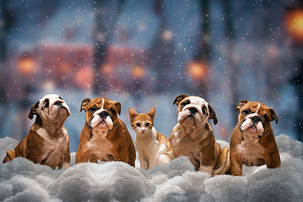 four red dog - cat snow bildbanksfoton och bilder