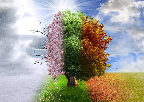 four season tree, photo manipulation, magical, nature - seizoen stockfoto's en -beelden