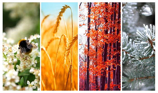 four seasons: spring, summer, autumn and winter - seizoen stockfoto's en -beelden