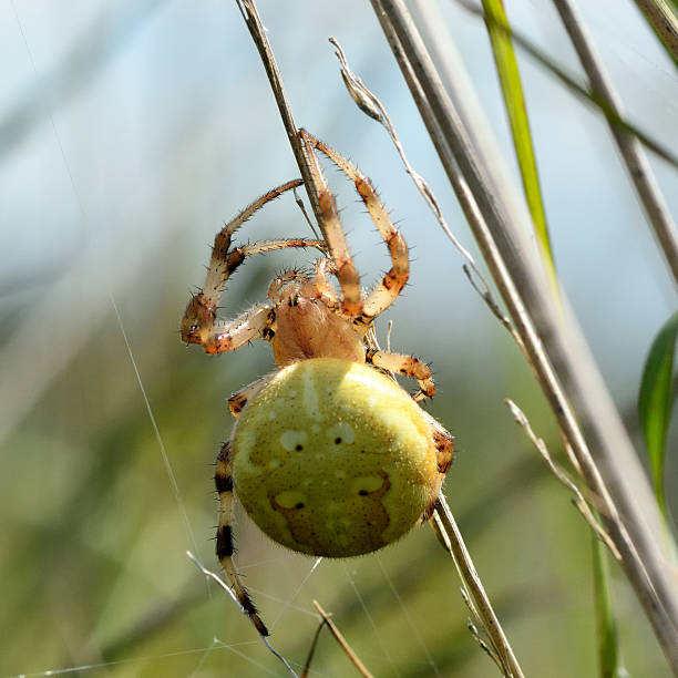 Four spot orb weaver (Araneus quadratus) A female spider in the family Araneidae, with a large distended green abdomen spider pregnant spider stock pictures, royalty-free photos & images
