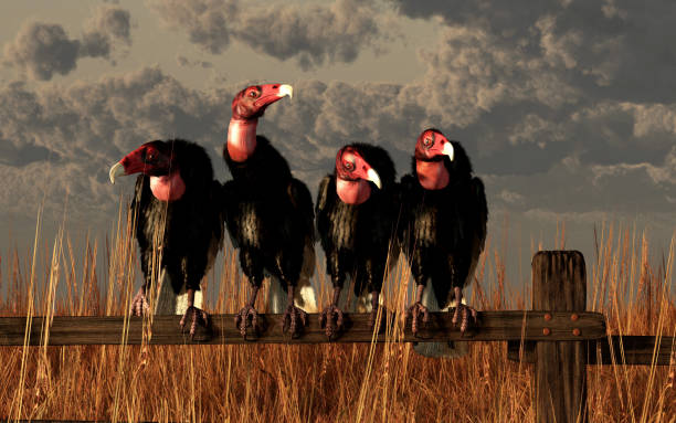 Four Vultures Four turkey vultures, a band of scavenger birds, perch on an old wooden fence in a wheat field.  3D rendering. american black vulture stock pictures, royalty-free photos & images