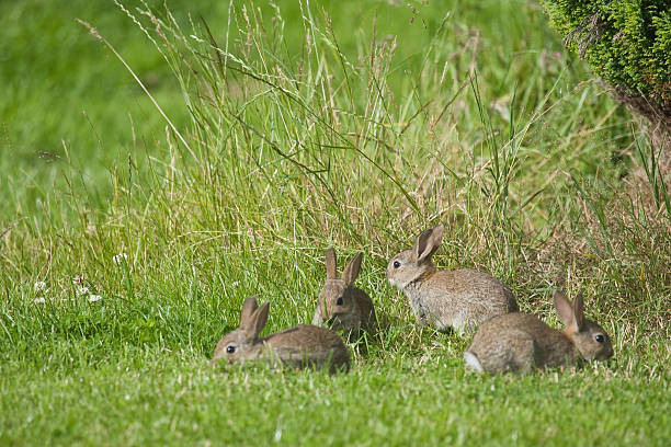Four Wild Baby Rabbits stock photo