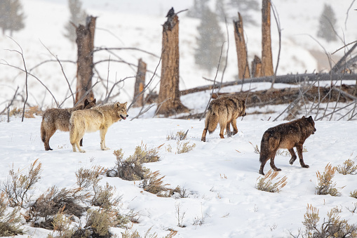 Gray wolves of various colors of the Yellowstone Wapiti pack  walking together after playing roughly in the snow in late March. Once gone from Yellowstone, 41 wild wolves from Canada and NW Montana were released in Yellowstone in 1995-1997. Wolves are highly social and live in packs. This photo was captured near the Tower Junction on the western edge of Lamar Valley. Nearest communities are Mammoth Hot Springs, and Gardiner and Cooke City, Montana. Yellowstone National Park is in Wyoming and Montana in western USA.
