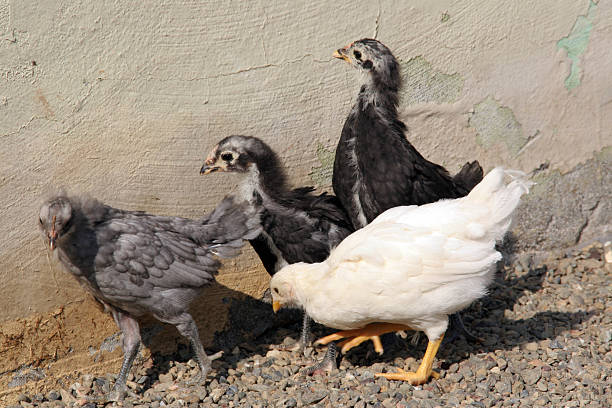 Four Young Hens four pullets hunting in gravel--lead chicken is on the move white leghorn stock pictures, royalty-free photos & images