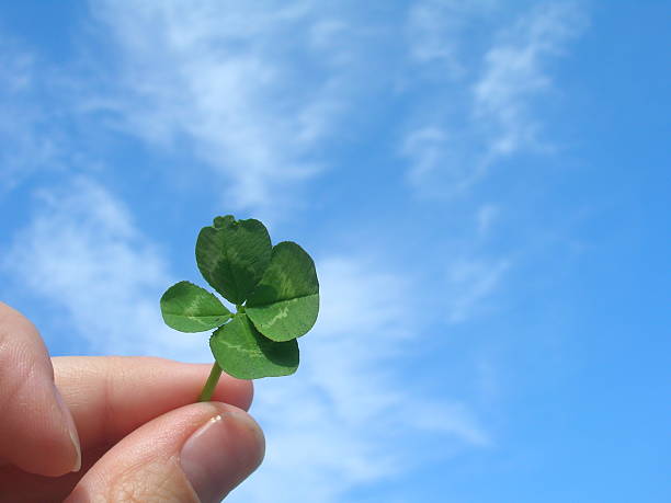 Four-leaf clover held against a sky background stock photo