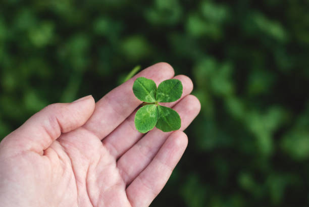 four-leaf clover in hand stock photo