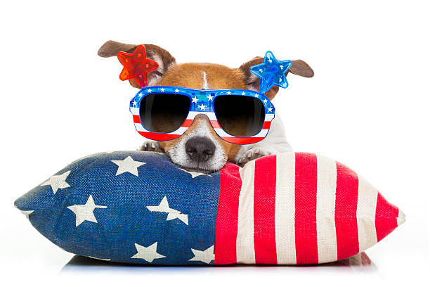 fourth of july independence day dog jack russell dog celebrating 4th of july independence day holidays with american flag and sunglasses, isolated on white background national dog day stock pictures, royalty-free photos & images