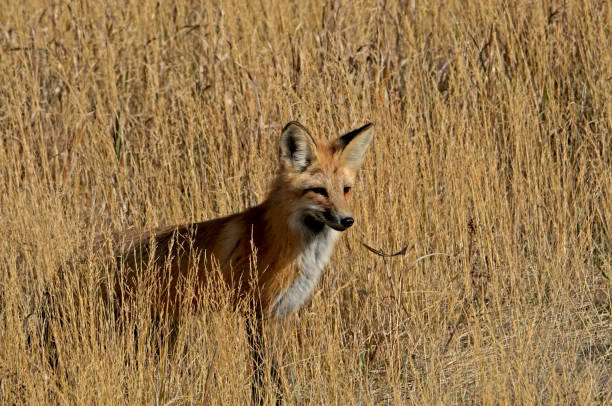 Fox in Grass stock photo