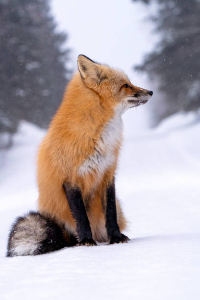 Fox in Winter stock photo