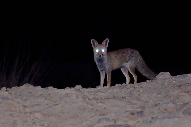 fox night vision - глаз животного стоковые фото и изображения