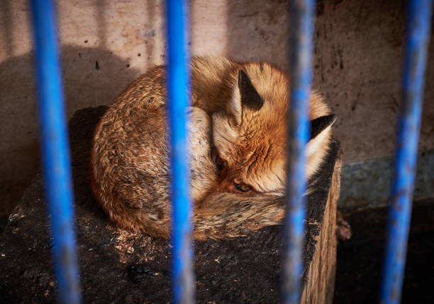 Fox Photo of a fox in a zoo. A look from the cage. animals in captivity stock pictures, royalty-free photos & images