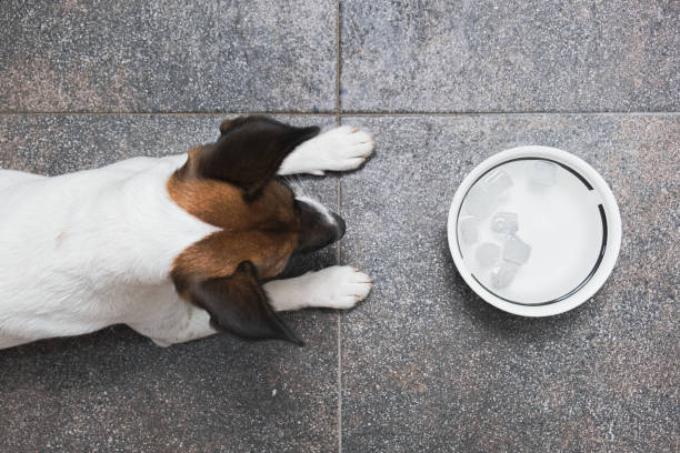A fox terrier puppy in front of a water bowl with ice cubes. stock photo