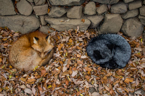 Sleeping Fox 圖畫 圖片和照片檔 Istock