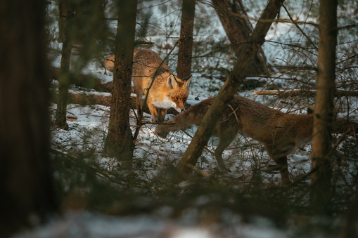 Red fox (Vulpes vulpes) is running in the snow with his head bowed.
