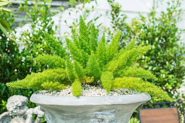 Foxtail Fern Plant 3 Gallon Pot Live Asparagus Fern Overall Height 20 to 24 Tropical Plants of Florida Plant + Heat Pack 