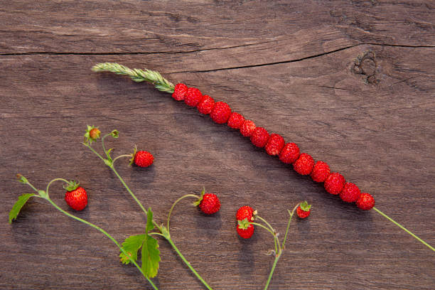 Fragaria vesca also known as wild strawberry, woodland strawberry, berry that grows on wild meadows and forests. Wild strawberries stacked on plant straw, childhood memories concept. Copy space. stock photo