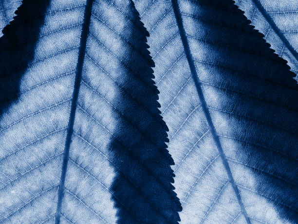 A fragment of two leaves with veins overlapping each other close-up on the lumen A fragment of two chestnut leaves with veins overlapping each other close-up on the lumen. Highlighting the sun behind the leaves makes them translucent. Abstract Background. Trend color. Classic blue xray nature stock pictures, royalty-free photos & images