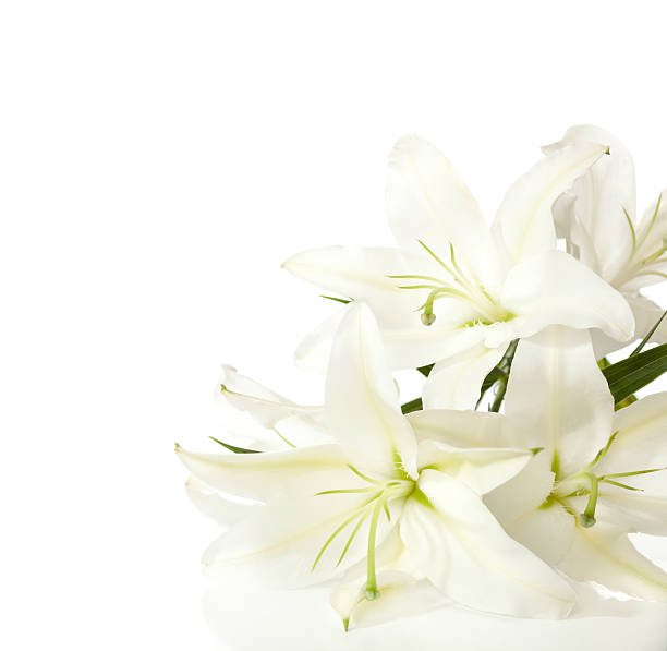 Royalty Free White Lily Pictures, Images and Stock Photos - iStock
