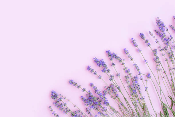 Frame made of Fresh lavender flowers Flat lay, stock photo