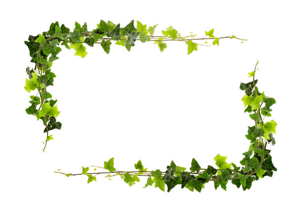 Frame of ivy stock photo
