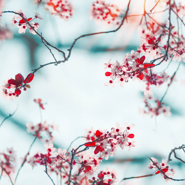 Frame of pretty cherry blossom branches. Spring nature background stock photo