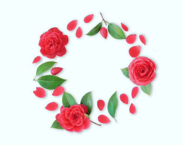 Frame of red Camellia flowers, leaves and red petals on white background. Flat lay, top view. Frame of spring flowers. Isoleted.  Camellia brooch, sticker, patch stock photo