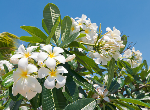 Close-up on blossoming frangipani (plumeria) flowers on a tree in Fiji.