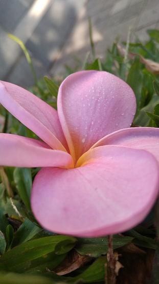 Frangipani blossom pink color