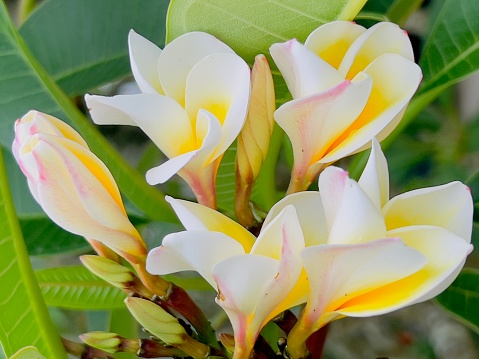 Vertical closeup photo of a group of beautiful white and gold Frangipani flowers after rain, growing on a tree in a garden in tropical northern NSW. Soft focus background