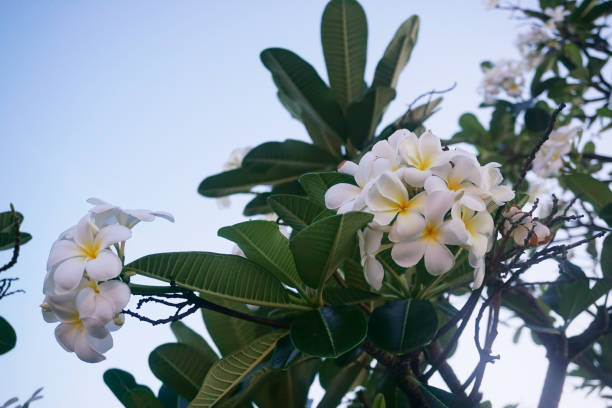 Frangipani flower bloom on tree stock photo