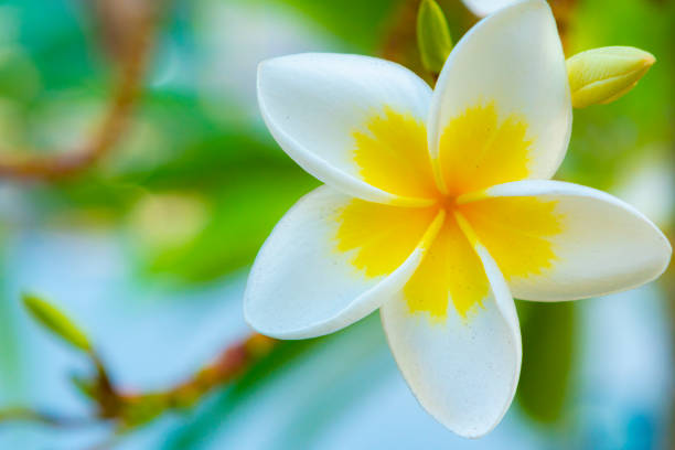 Frangipani flowers in Reunion Island stock photo