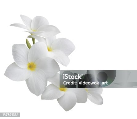 istock Frangipani (plumeria) flowers isolated on white 147891334