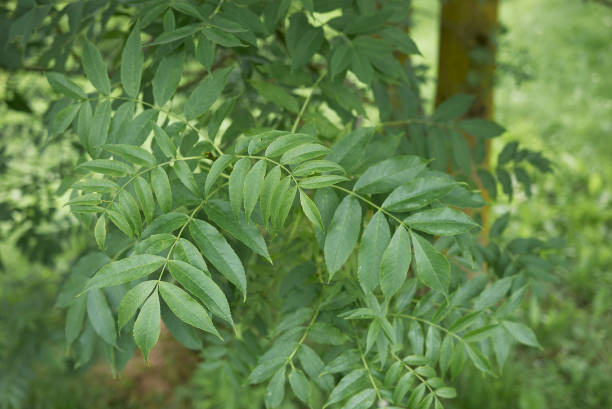 Fraxinus excelsior Fraxinus excelsior close up ash stock pictures, royalty-free photos & images