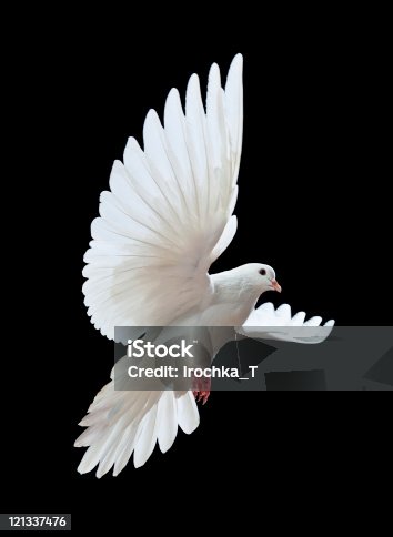 istock Free flying white dove isolated on a black 121337476