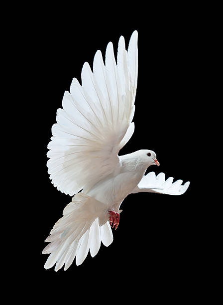 free flying white dove isolated on a black - duif stockfoto's en -beelden