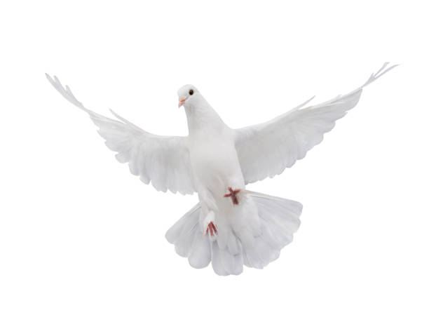 gratis vliegende witte duif geïsoleerd op een witte - duif stockfoto's en -beelden