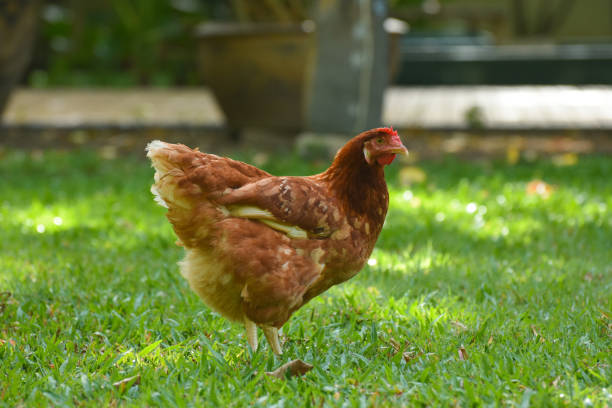 Free Range Chicken (Hen Laying Eggs) stock photo