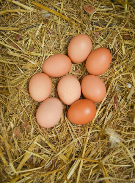 Free Range Chicken (Hen Laying Eggs) stock photo