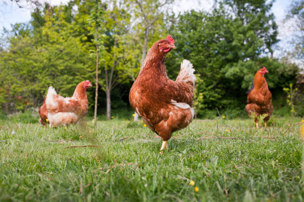Free range chickens in field. Brown free range chickens in a green grassy field. Thier crests are red. The horizontal composition is taken from ground level. Green trees are in the background. free range stock pictures, royalty-free photos & images