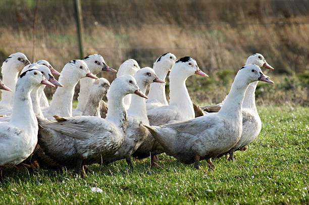 Free Range Ducks on the Farm A gaggle of ducks being reared outside on an organic farm. The ducks are fattened up ready for a tradtional Christmas dinner.More farm animals here. duck meat photos stock pictures, royalty-free photos & images