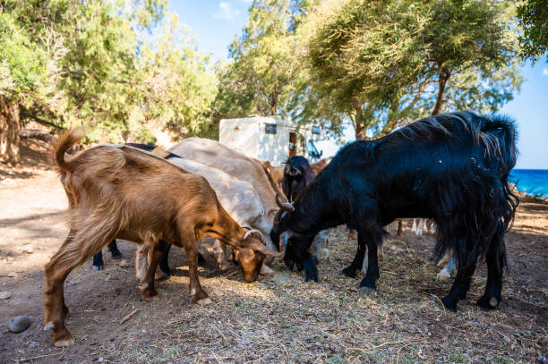 Free range goats camping in Crete, Greece with a motorhome in the background. stock photo