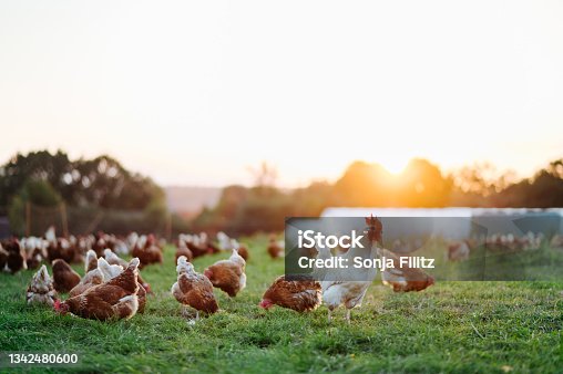 istock free range, healthy brown organic chickens and a white rooster on a green meadow. 1342480600