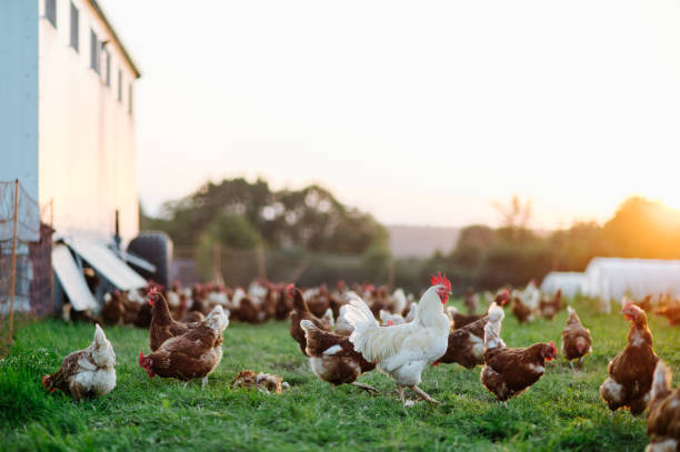 free range, healthy brown organic chickens and a white rooster on a green meadow. stock photo