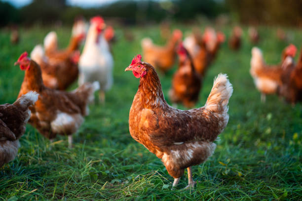 free range, healthy brown organic chickens and a white rooster stock photo
