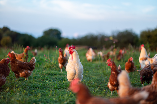 free range, healthy brown organic chickens and a white rooster on a green meadow. Selective sharpness. Several chickens out of focus in the background. Atmospheric light, evening light