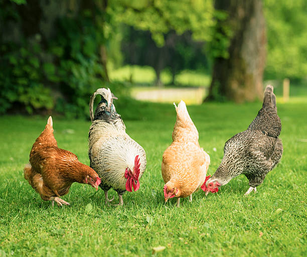 A group of three free range hens and a cockerel foraging for food in summer grass.
