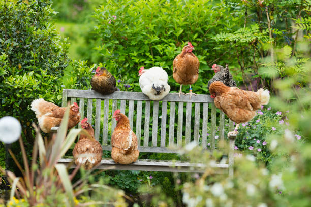 Free range hens lazing in the garden A group of free range hens lazing about on a bench in the garden in Summer. perching stock pictures, royalty-free photos & images