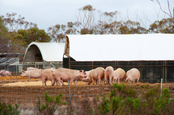 fattoria di maiale all'intervallo libero - allevatore foto e immagini stock